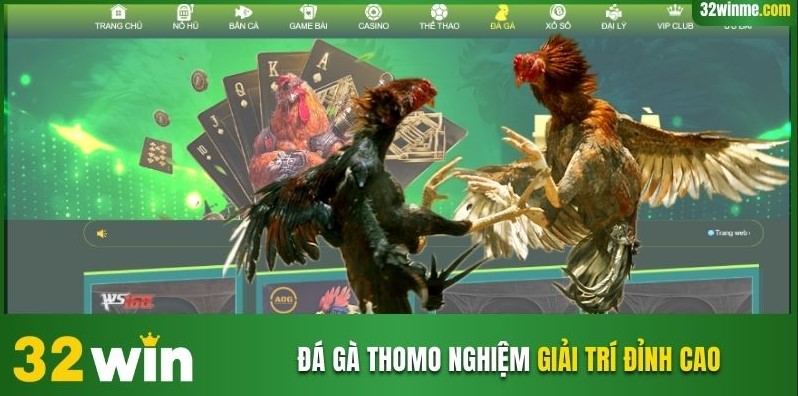 đá gà Thomo