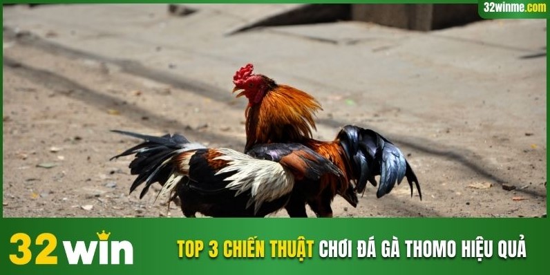 Top 3 chiến thuật chơi đá gà Thomo hiệu quả